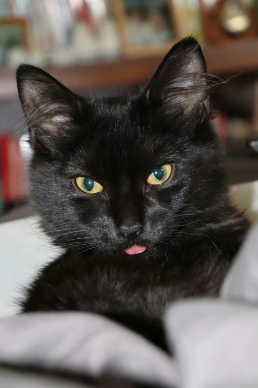 a black cat laying down with the camera pointed at it