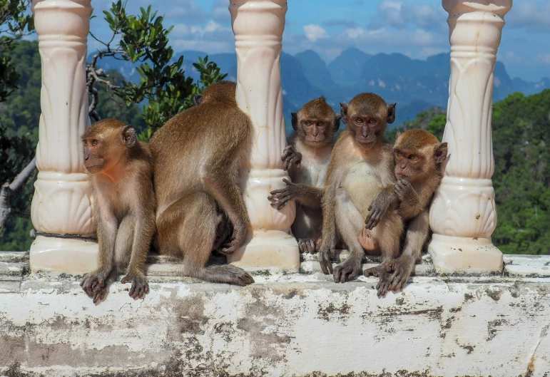 a group of monkeys sit on the railing of a building