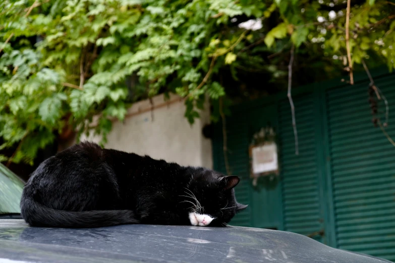 a black cat laying on top of a car