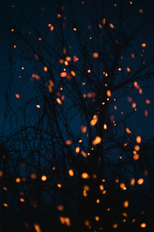 a blurry po of a tree in the dark