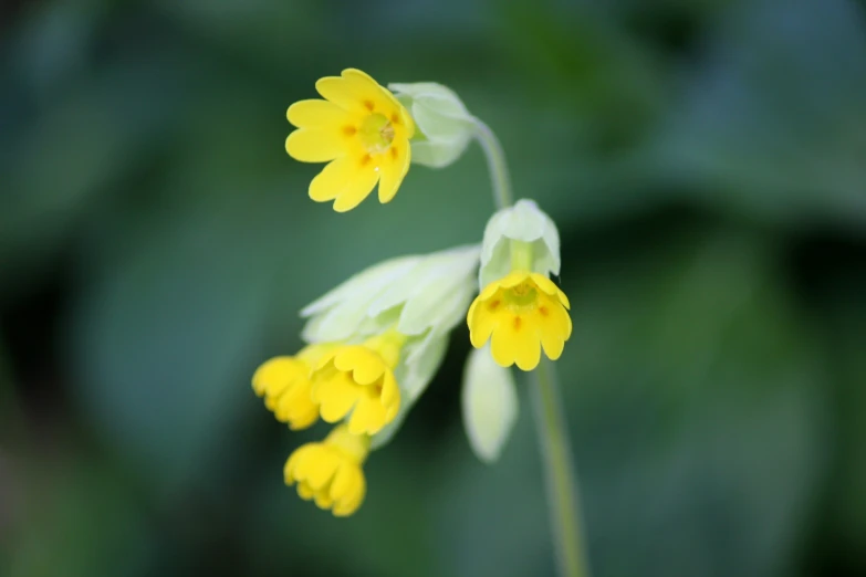 a small, yellow flower with two long leaves and a few petals that look like lilies