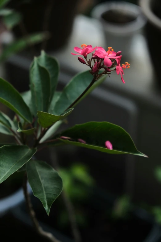 small pink flowers bloom in the sunlight