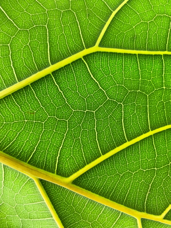 three leaves, two green and yellow