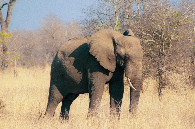 an elephant standing in a field of tall grass