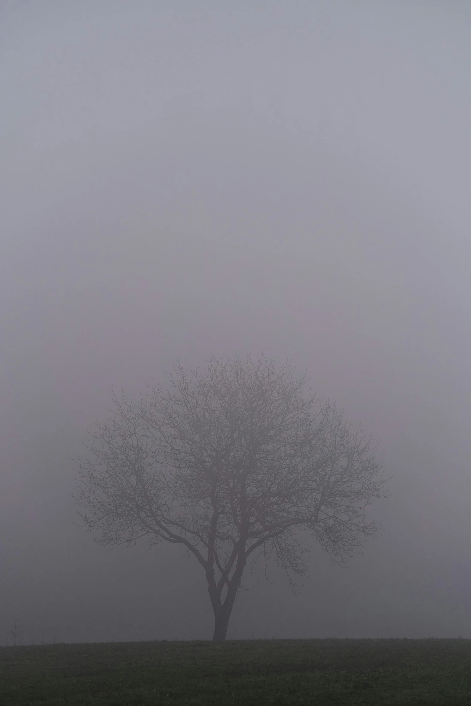 a lone tree stands out in a foggy field