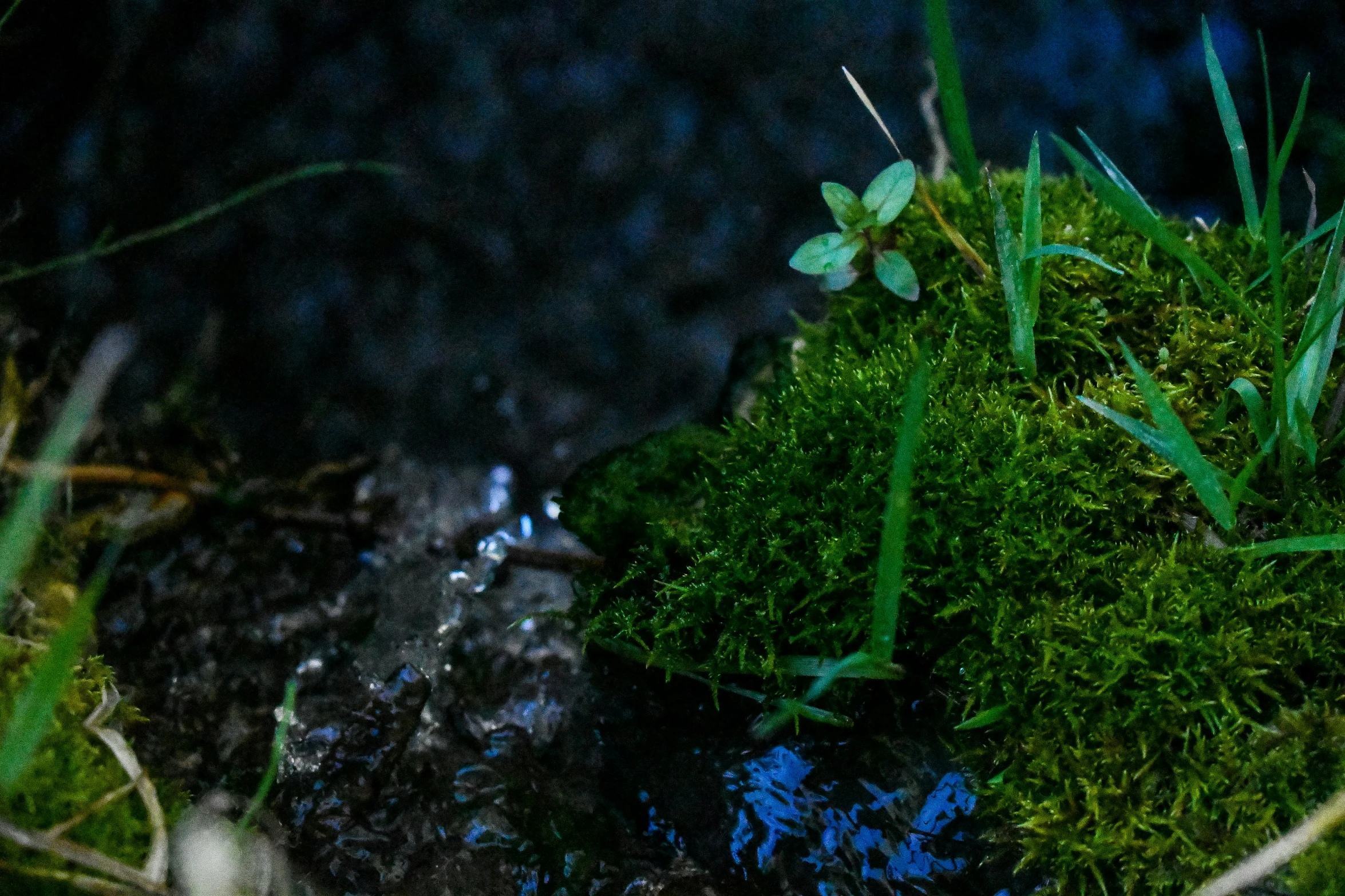 green grass and plants growing out of the ground