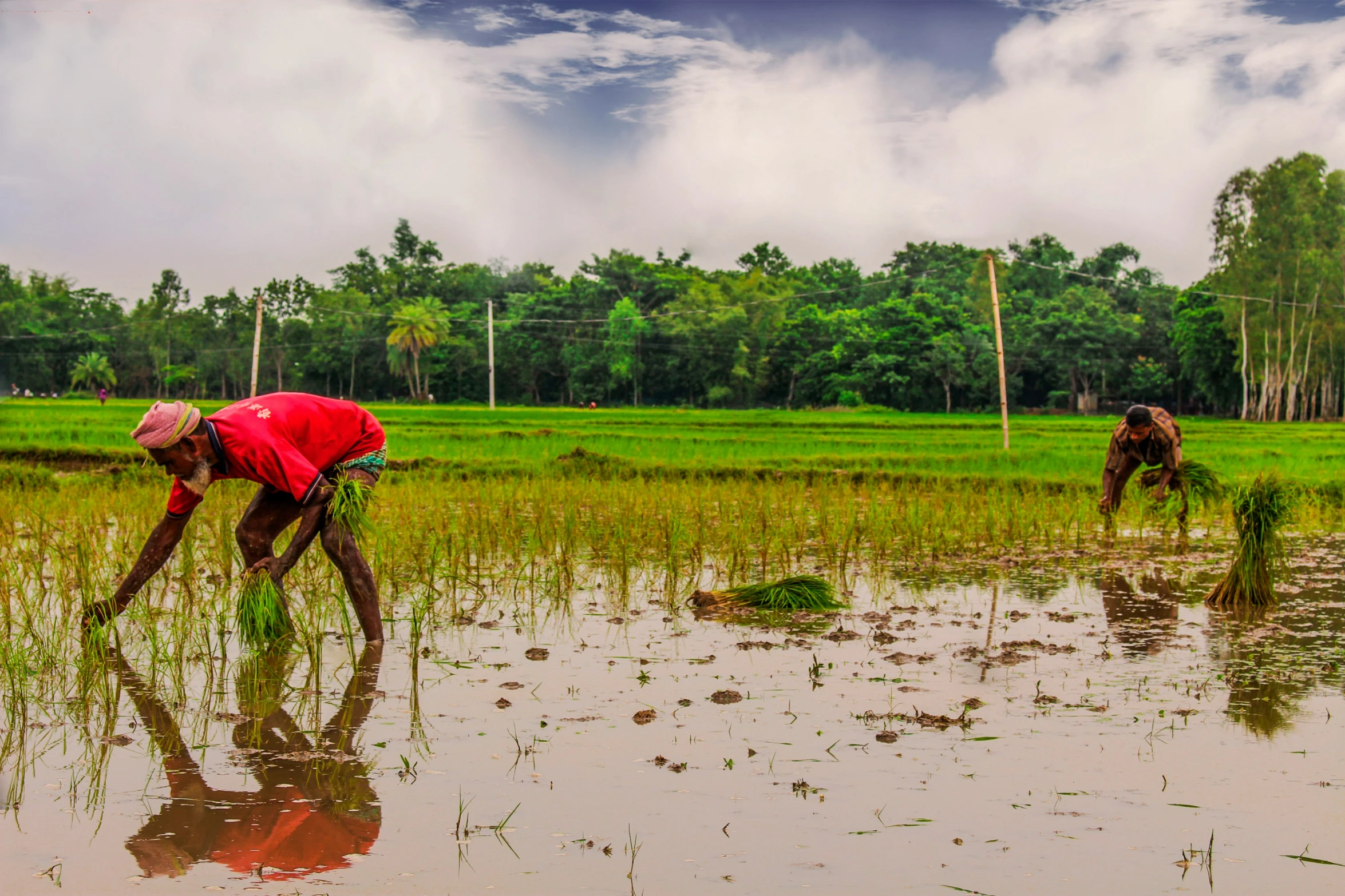 some farmers are weeding some plants in a field