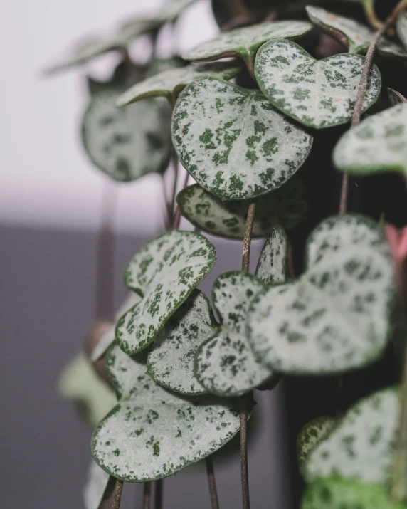 a close up of a plant with leaf fronds