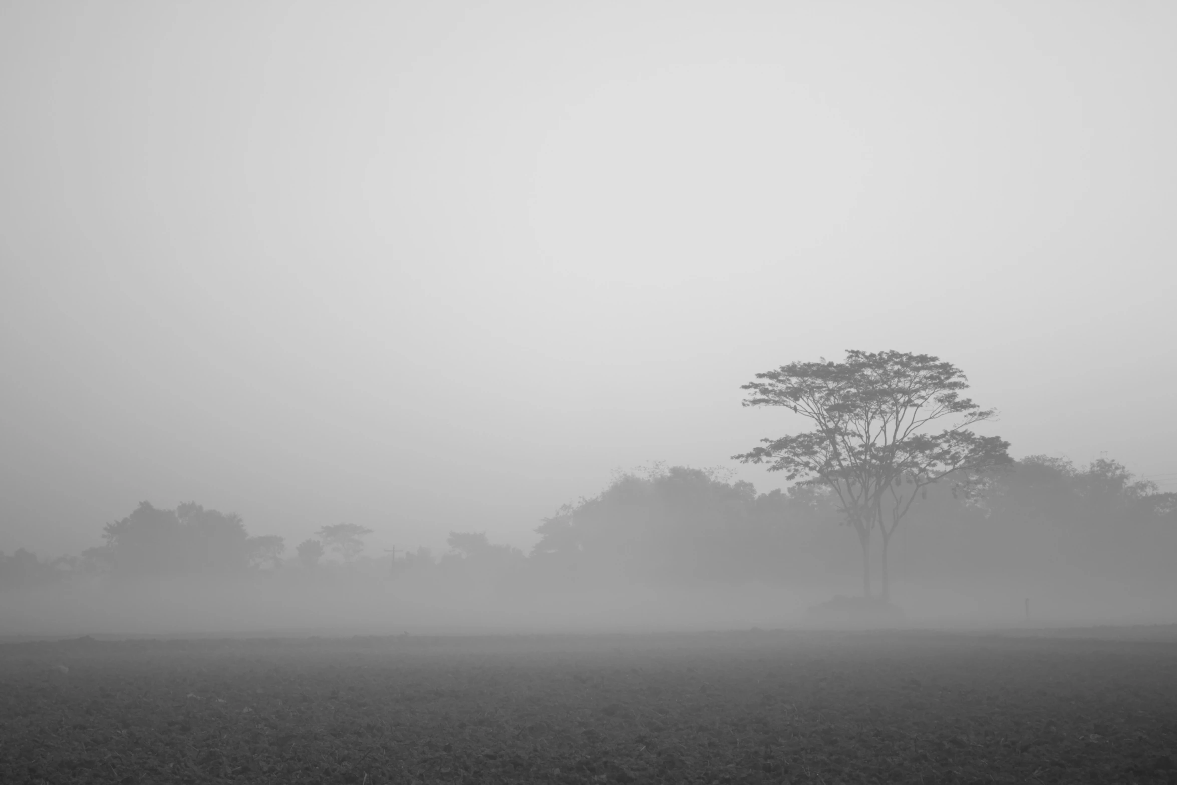 a lonely lone cow is standing in a field in the middle of the morning