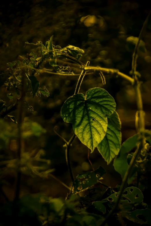 a green leaf with some thin nches in the background