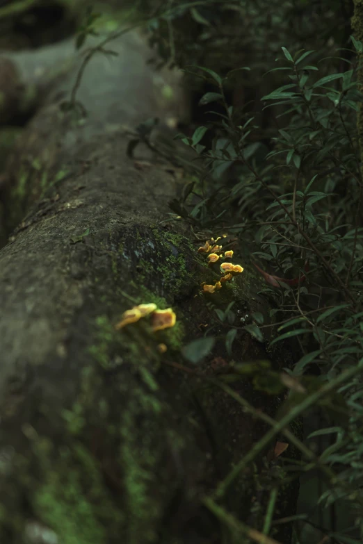 some plants are growing out of a fallen tree