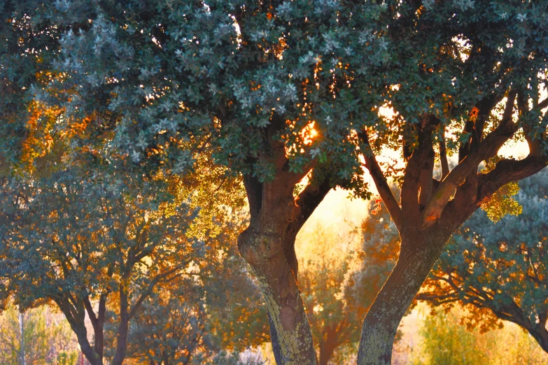 the trees with green leaves are near one another