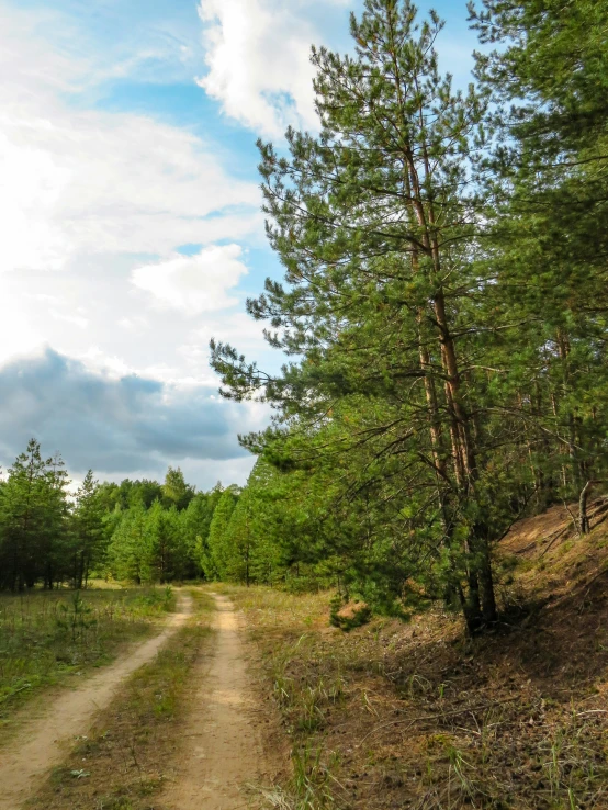 a dirt path winds through the forest