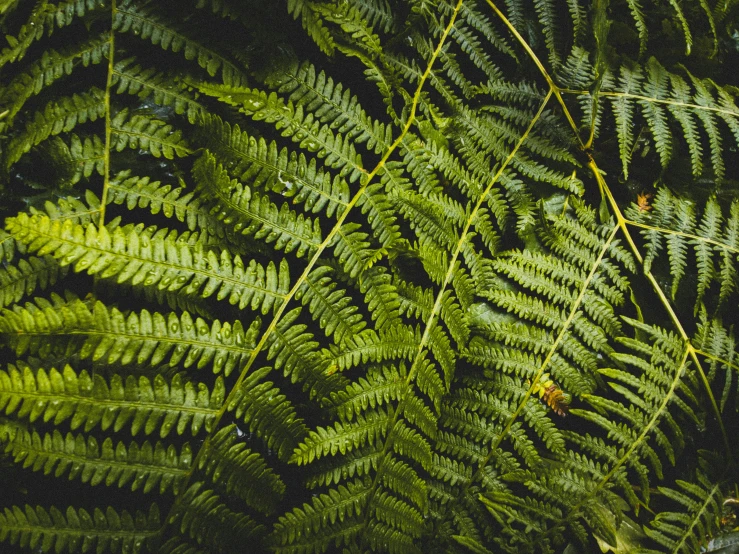 a plant with lots of green leaves on top of it