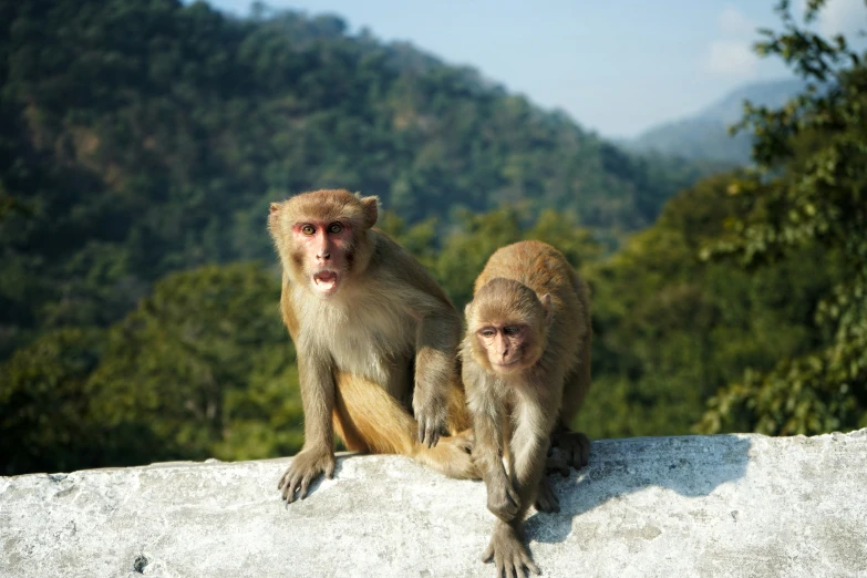 two monkeys with their mouths open sitting on top of a stone