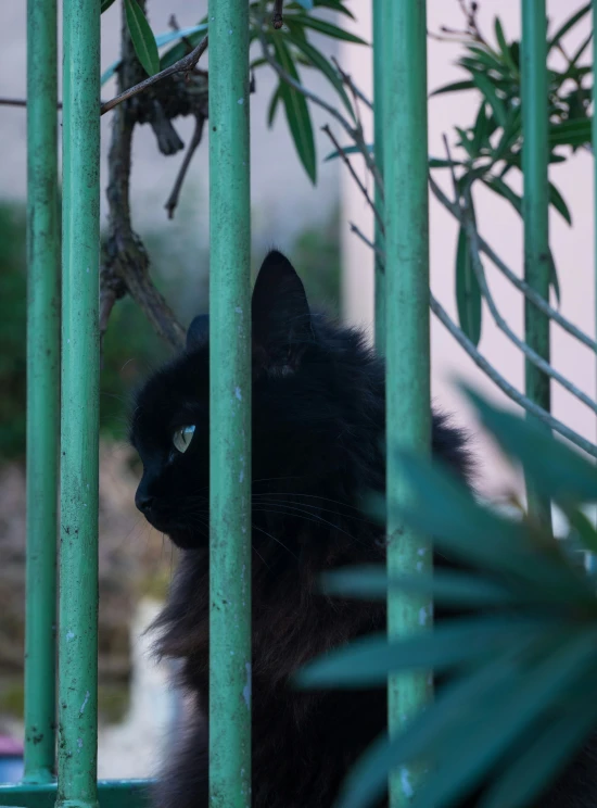a black cat sitting behind an enclosure between plants