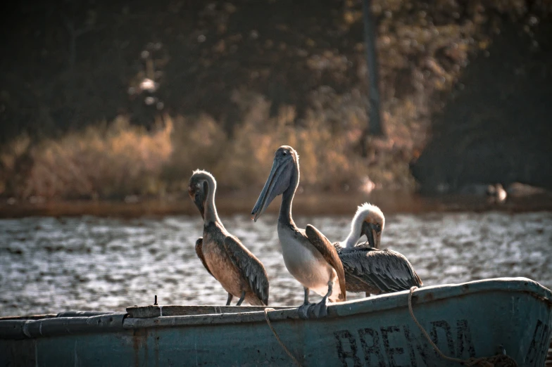 birds are sitting on a boat by the water