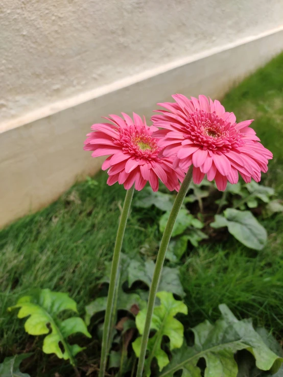 two bright pink flowers with some green leaves