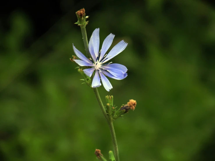 a flower with many small petals on it