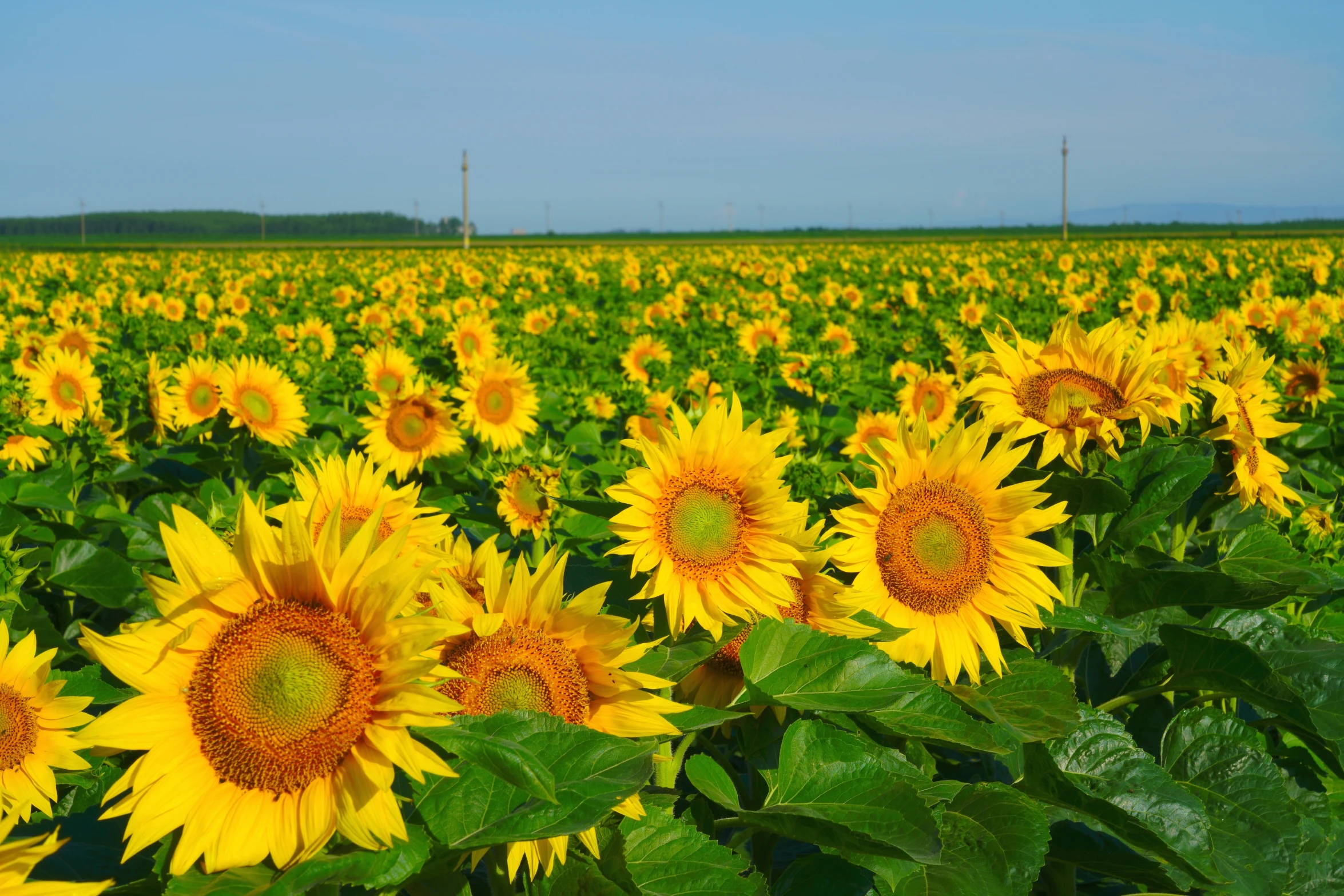 the sunflower field is big and is yellow