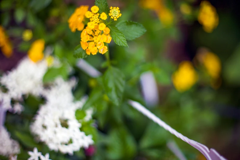 a group of small flowers hanging from a planter