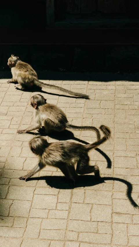 three small monkey sitting on a brick sidewalk