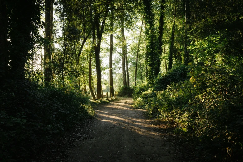 a sunlit wooded path leading to the top of a hill