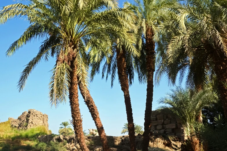 three palm trees near one another by the desert