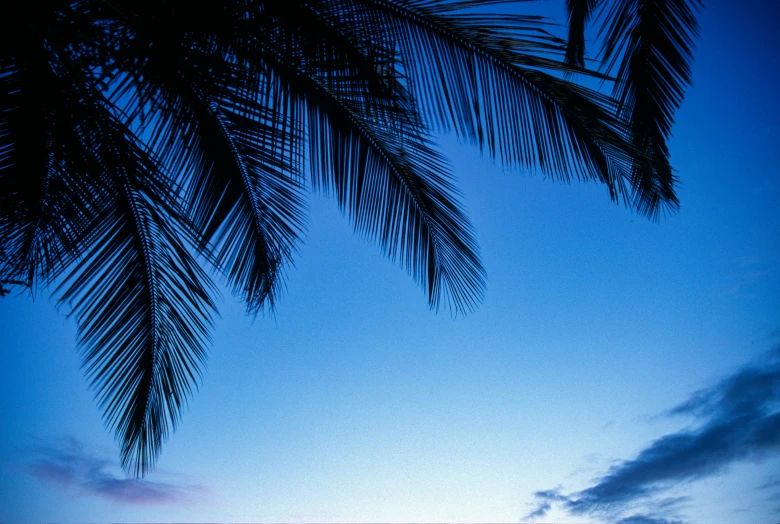 a sky and a palm tree against a deep blue sky