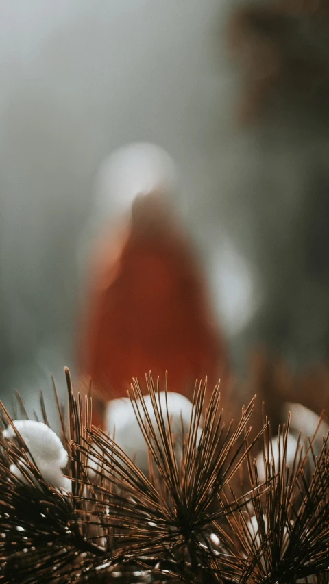 a pine cone with snow and blurred image