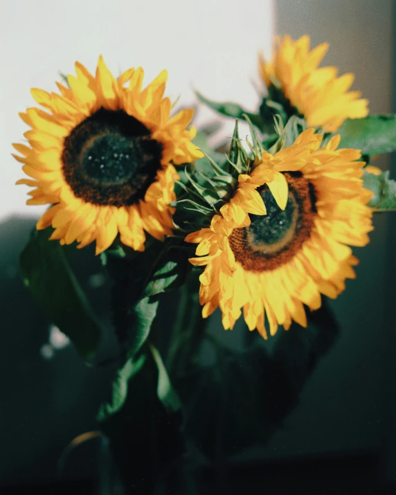 two very pretty yellow flowers in a vase