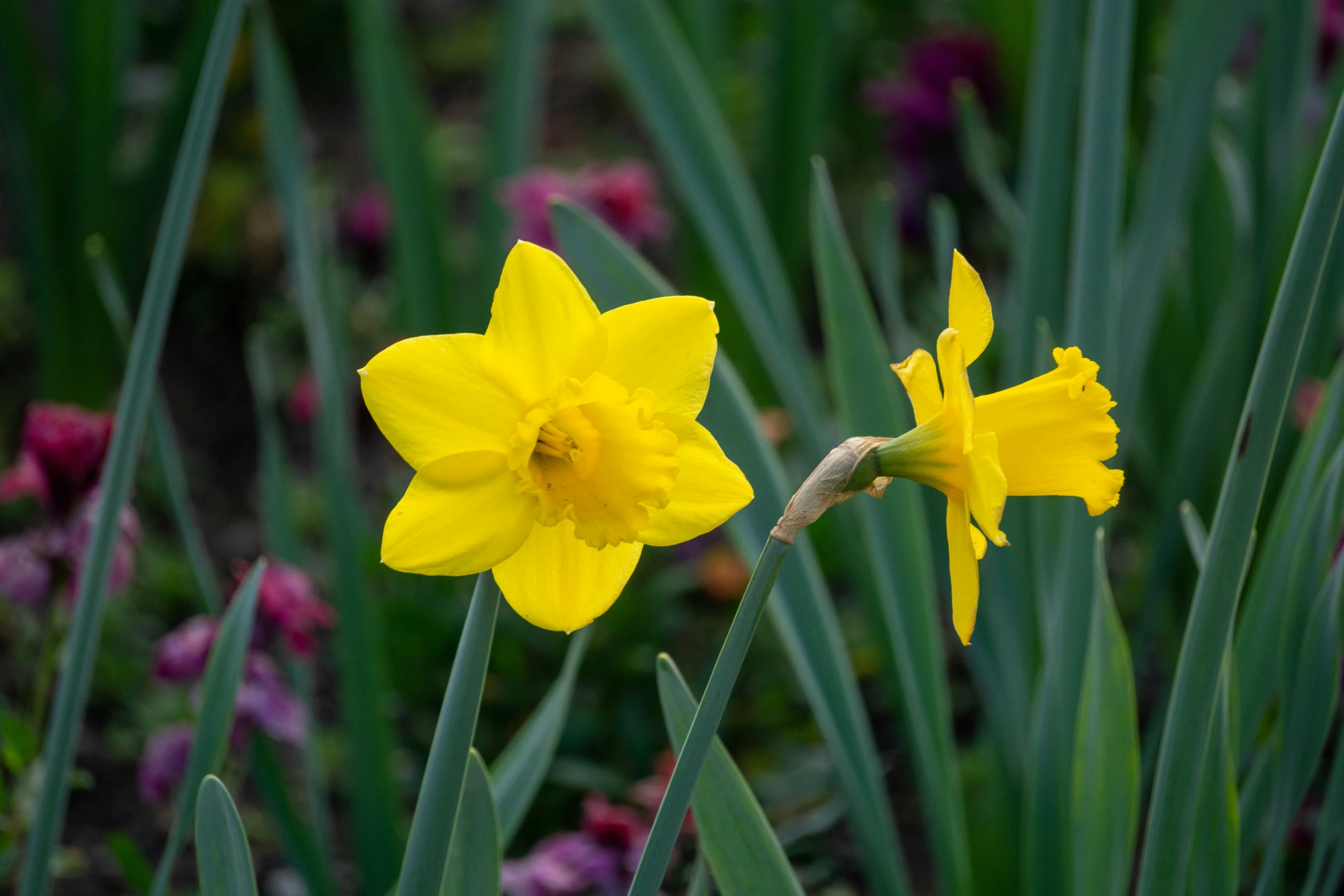 two yellow flowers are growing in a bed