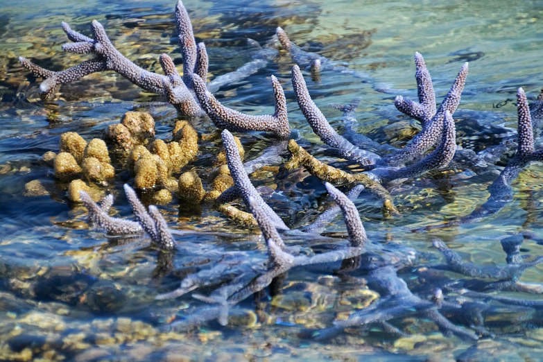 several nches are in the water with bubbles