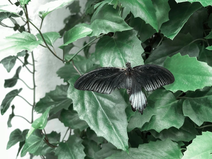 a large black erfly sitting on a green leafy nch