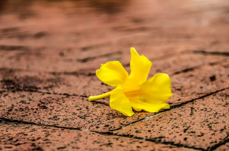 a yellow flower is laying on the ground