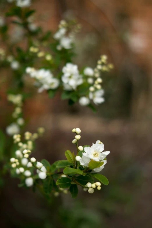 small white flowers blooming on some nches