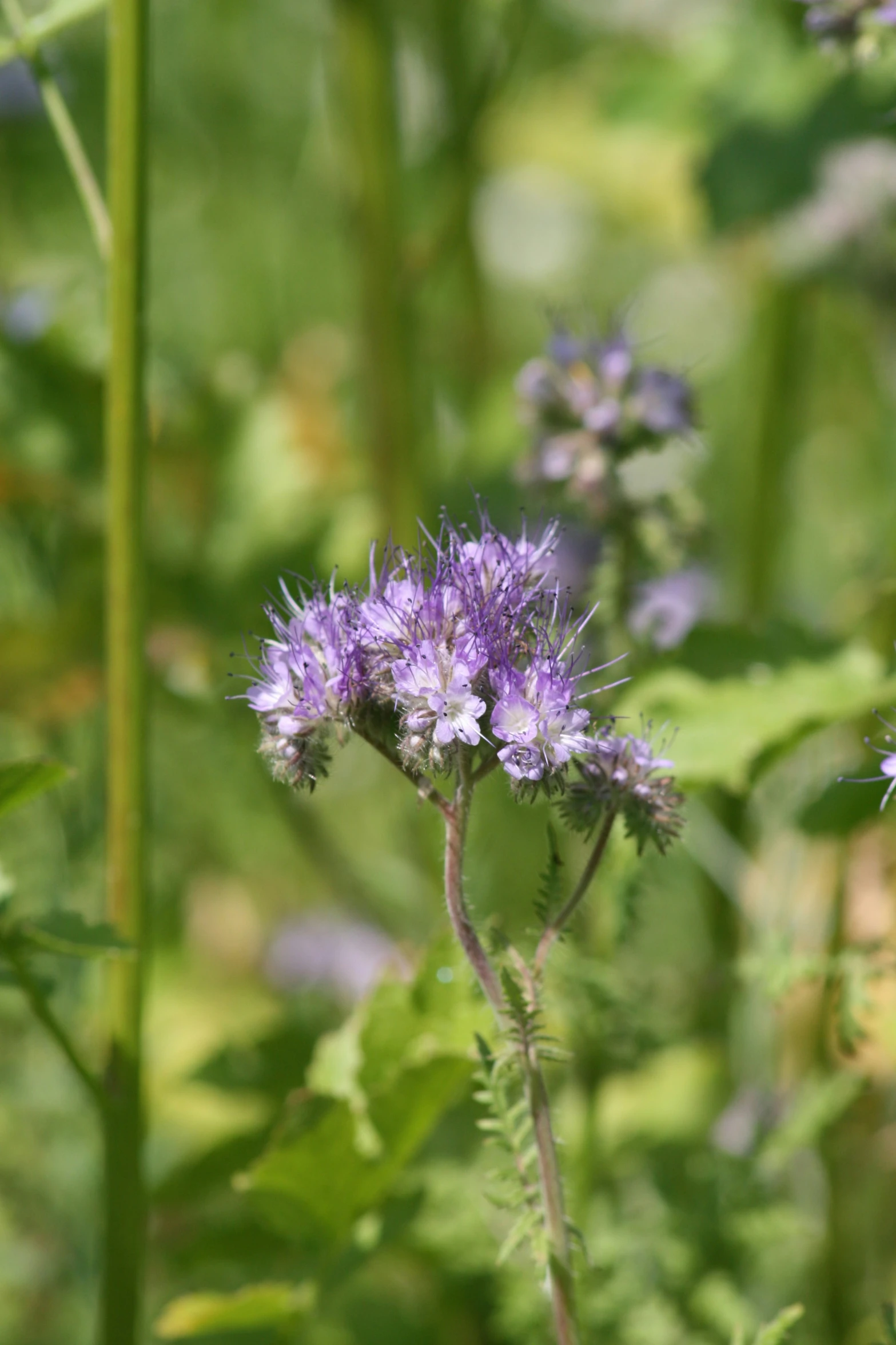 the blue wildflower is growing on the stems