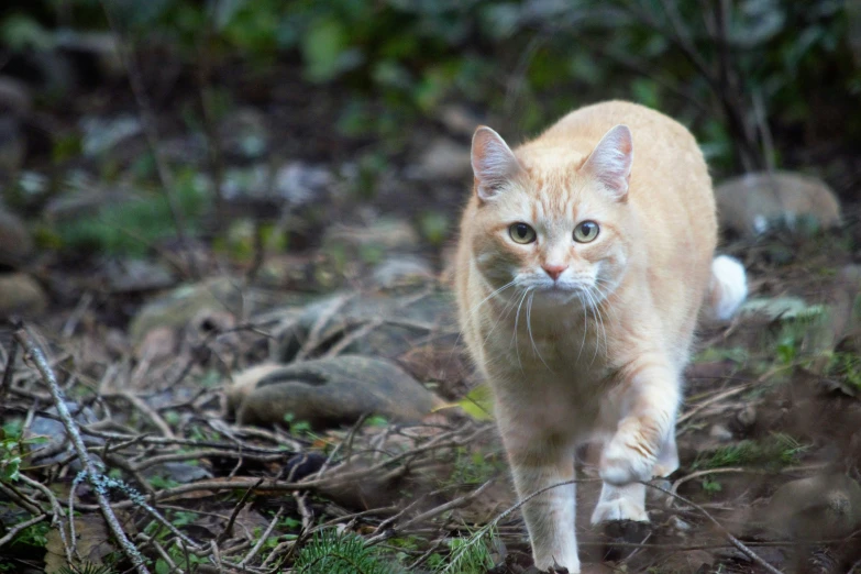 a small orange cat walking across some grass