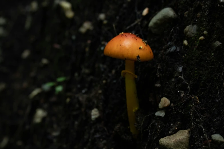 a close up of a tiny mushroom on the ground