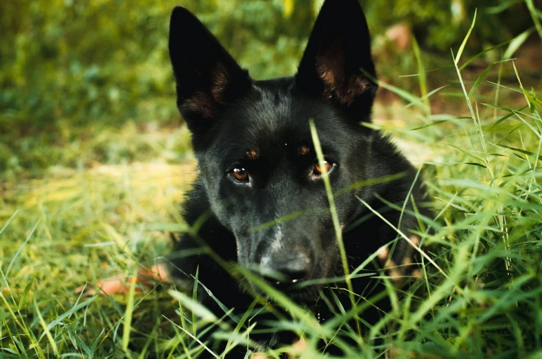 a black dog is sitting in a grassy field