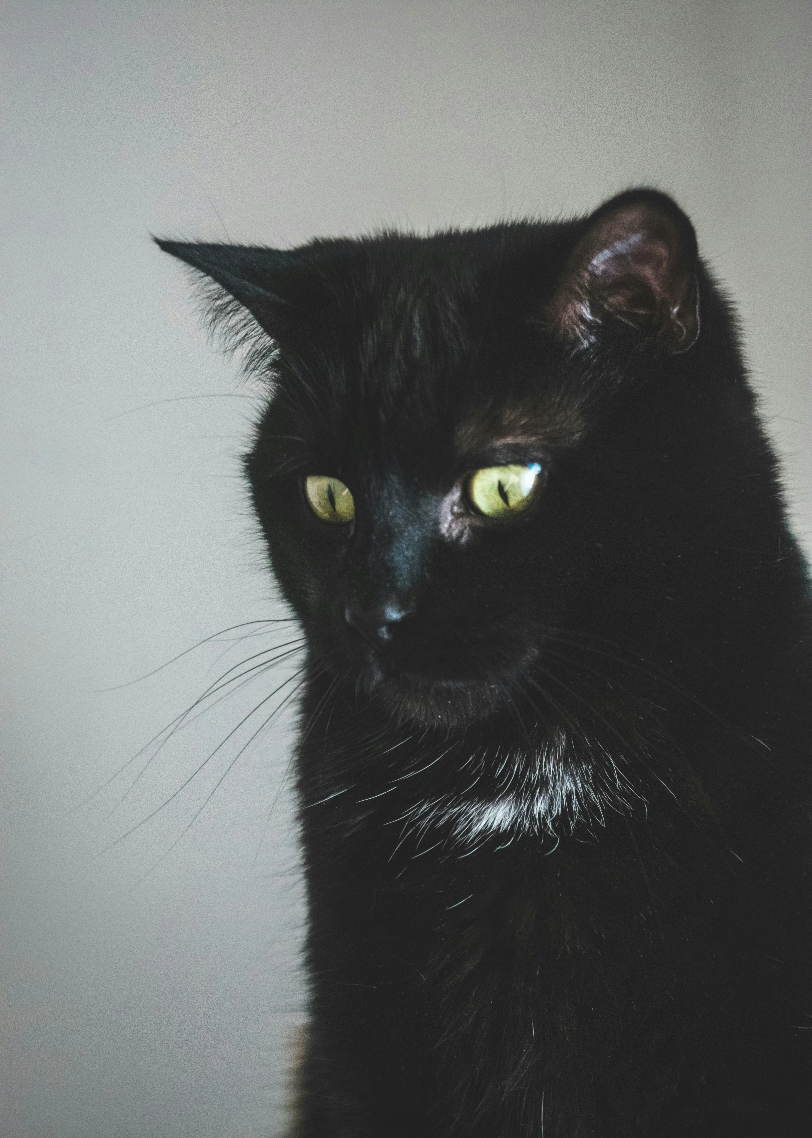 a black cat with yellow eyes sits and stares