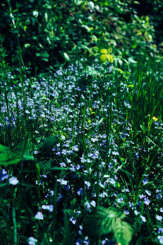 grass and flowers sitting in the middle of a field