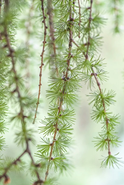 some nches of the tree are covered with needles