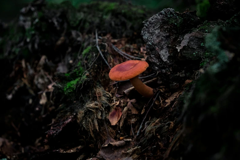 there is a small mushroom that is growing on the ground