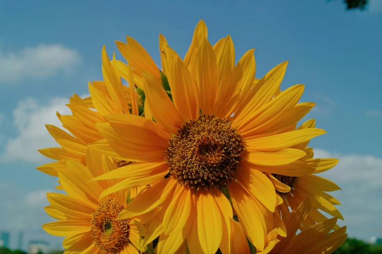 the bright yellow flower is blooming in the field