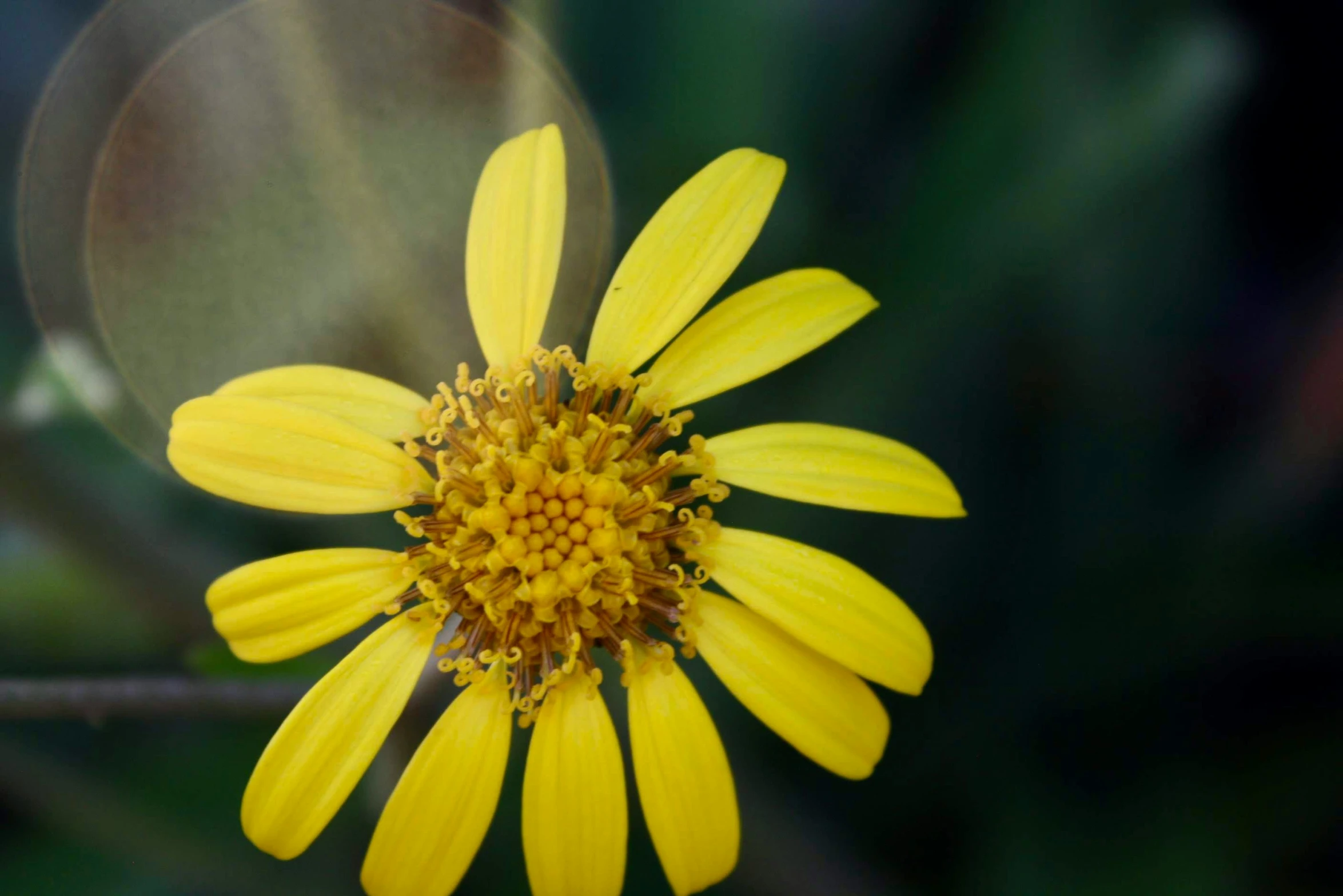 a flower with yellow petals is close up