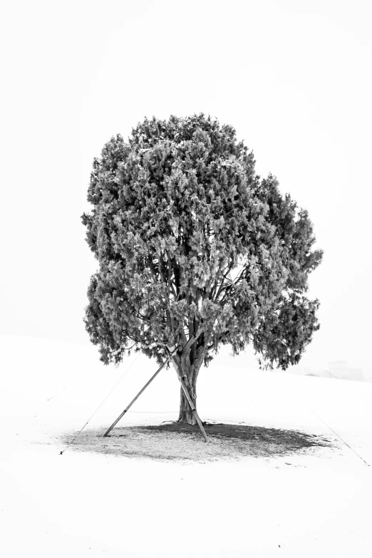 an old tree on a plain with sky and water