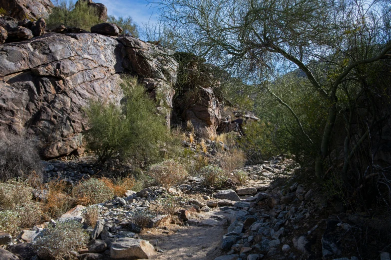 a trail runs between some rocks and plants