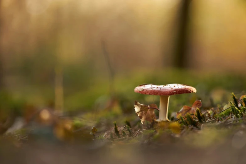 small mushroom sitting on the ground in the woods
