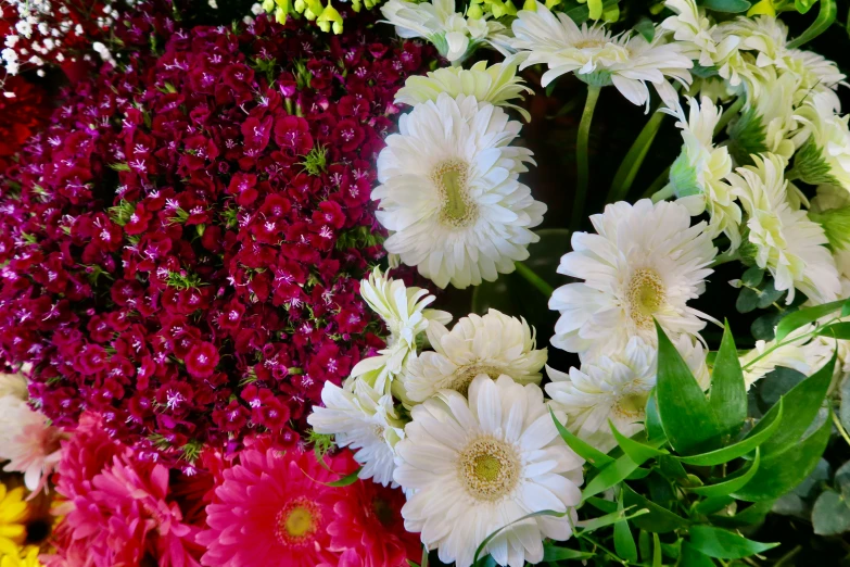 an array of flowers and green leaves are shown